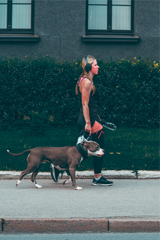 A woman walking her dog while listening to music through her wireless over-head headphones.
